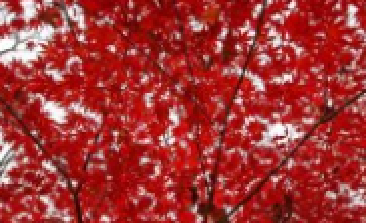 风吹，枫动，心飞